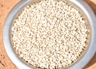 Variétés améliorées du niébé : « Komcallé », l’espoir des déplacés internes de Boussouma