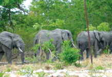 Extinction de la biodiversité animale au Burkina : une urgence absolue de protéger l’environnement