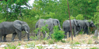 Extinction de la biodiversité animale au Burkina : une urgence absolue de protéger l’environnement