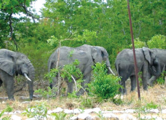 Extinction de la biodiversité animale au Burkina : une urgence absolue de protéger l’environnement