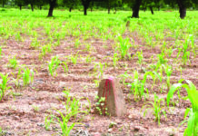 Promotion immobilière à Pô: Bradage organisé des terres