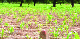 Promotion immobilière à Pô: Bradage organisé des terres