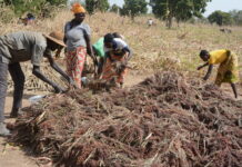 Récoltes en pays Gourounsi : voyage au cœur d’une tradition de solidarité