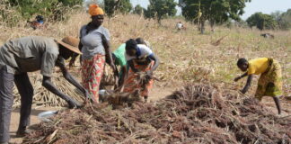 Récoltes en pays Gourounsi : voyage au cœur d’une tradition de solidarité