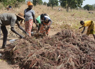 Récoltes en pays Gourounsi : voyage au cœur d’une tradition de solidarité