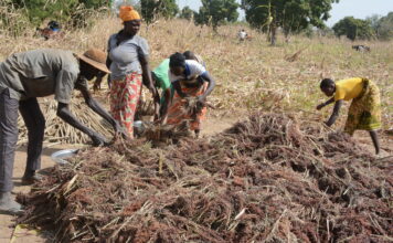 Récoltes en pays Gourounsi : voyage au cœur d’une tradition de solidarité