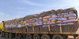 Plateau centra:l : 625 sacs d’amandes de karité interceptés