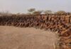 Burkina Faso : 918 nouveaux VDP prêts à défendre la patrie