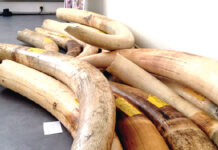 Procès sur le trafic d’ivoire à l’Est : des peines de 12 à 24 mois avec sursis pour les coupables