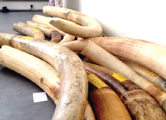 Procès sur le trafic d’ivoire à l’Est : des peines de 12 à 24 mois avec sursis pour les coupables