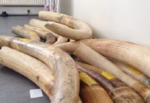 Trafic d’ivoire: cinq personnes à la barre