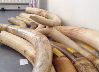 Trafic d’ivoire: cinq personnes à la barre