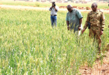 Campagne agricole sèche dans les Hauts-Bassins: des champs de blé à perte de vue