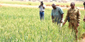 Campagne agricole sèche dans les Hauts-Bassins: des champs de blé à perte de vue