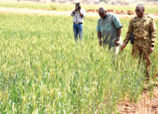 Campagne agricole sèche dans les Hauts-Bassins: des champs de blé à perte de vue