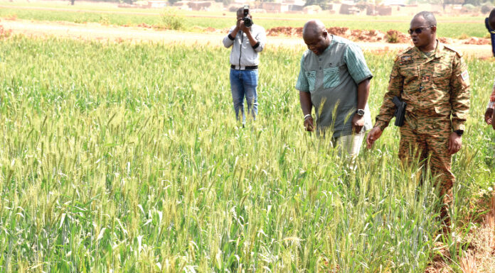 Campagne agricole sèche dans les Hauts-Bassins: des champs de blé à perte de vue