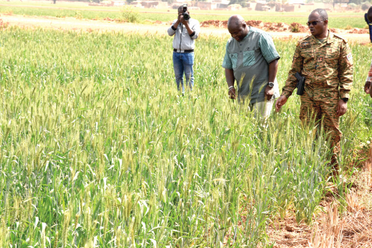 Campagne agricole sèche dans les Hauts-Bassins: des champs de blé à perte de vue