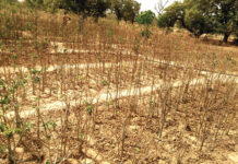 Jardin nutritif: un exemple d’autonomisation des femmes de Sabtenga