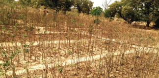 Jardin nutritif: un exemple d’autonomisation des femmes de Sabtenga