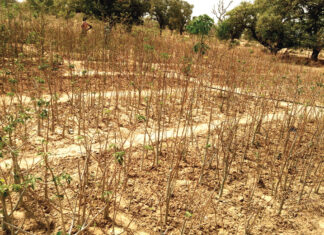 Jardin nutritif: un exemple d’autonomisation des femmes de Sabtenga