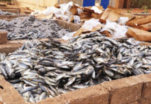 Lutte contre les produits prohibés: 13 tonnes de poisson avarié saisies