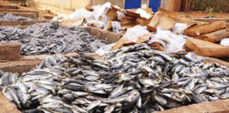 Lutte contre les produits prohibés: 13 tonnes de poisson avarié saisies