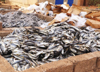 Lutte contre les produits prohibés: 13 tonnes de poisson avarié saisies