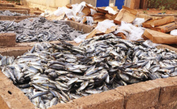 Lutte contre les produits prohibés: 13 tonnes de poisson avarié saisies