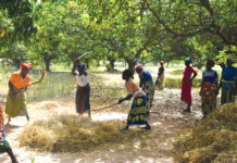 Initiative présidentielle et Offensive agricole : deux programmes ambitieux qui font des merveilles dans la filière riz