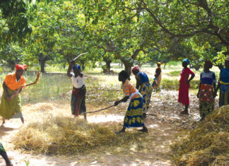 Initiative présidentielle et Offensive agricole : deux programmes ambitieux qui font des merveilles dans la filière riz