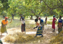 Initiative présidentielle et Offensive agricole: deux programmes ambitieux qui font des merveilles dans la filière riz