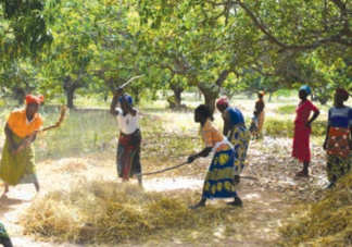 Initiative présidentielle et Offensive agricole: deux programmes ambitieux qui font des merveilles dans la filière riz
