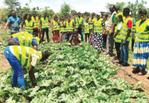 Souveraineté alimentaire du Burkina Faso : les incubés des centres publics de formation agricole engagés
