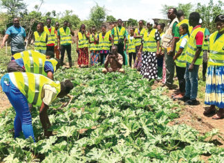 Souveraineté alimentaire du Burkina Faso : les incubés des centres publics de formation agricole engagés