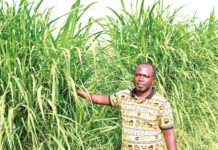 Elevage itinérant : l’herbe à éléphant, espoir des éleveurs du Centre-Nord