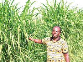 Elevage itinérant : l’herbe à éléphant, espoir des éleveurs du Centre-Nord