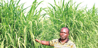 Elevage itinérant : l’herbe à éléphant, espoir des éleveurs du Centre-Nord