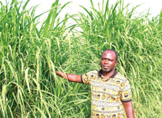 Elevage itinérant : l’herbe à éléphant, espoir des éleveurs du Centre-Nord