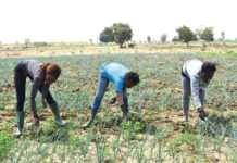 Retour des « cerveaux » dans l’agriculture : des étudiants investissent Bagrépôle