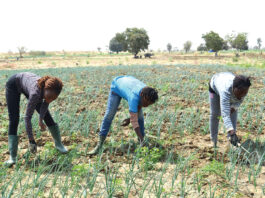 Retour des « cerveaux » dans l’agriculture : des étudiants investissent Bagrépôle