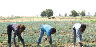 Retour des « cerveaux » dans l’agriculture : des étudiants investissent Bagrépôle