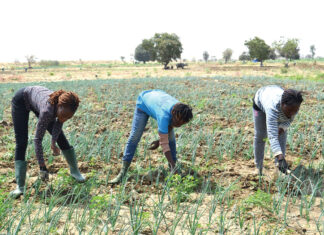 Retour des « cerveaux » dans l’agriculture : des étudiants investissent Bagrépôle