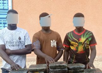 Trafic de drogues :112 kilogrammes de chanvre indien saisis à Bama