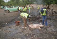 Ouagadougou : la Police municipale a démantelé un réseau de sites d’abattages clandestins d’animaux