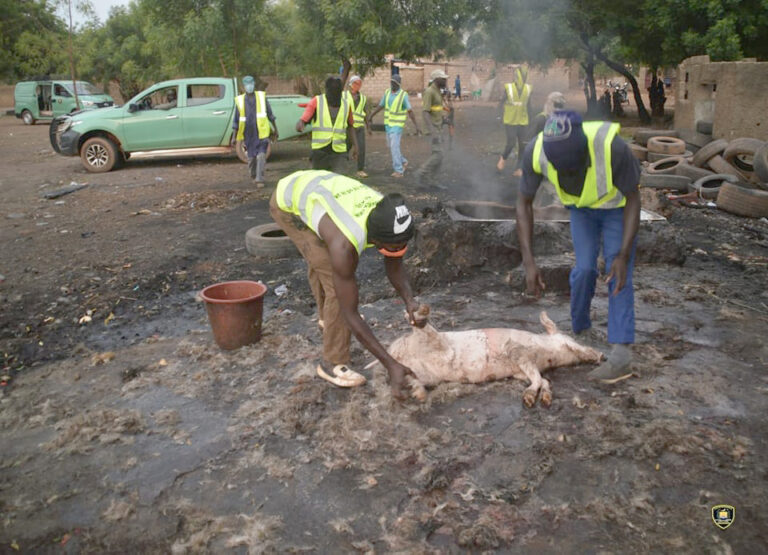 Ouagadougou : la Police municipale a démantelé un réseau de sites d’abattages clandestins d’animaux