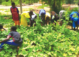 Jardins nutritifs scolaires dans le Sud-Ouest et les Hauts-Bassins: A Dafinso et Banlo, l’école cultive l’autonomie et le savoir