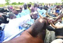 Insémination artificielle et vaccination anti-fièvre aphteuse: la campagne nationale officiellement lancée