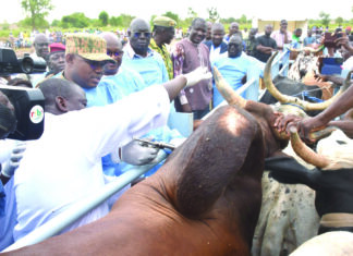 Insémination artificielle et vaccination anti-fièvre aphteuse: la campagne nationale officiellement lancée