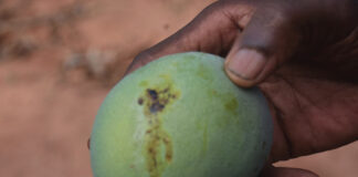 Mouche des fruits: branlebas de combat contre un cauchemar des producteurs de mangue