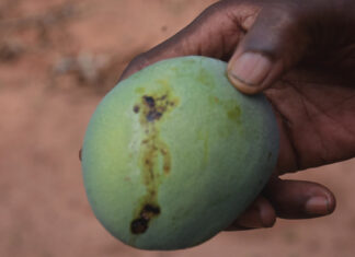Mouche des fruits: branlebas de combat contre un cauchemar des producteurs de mangue